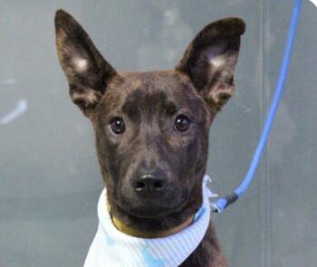 Kenzo -  Mountain Dog Dog for Adoption in San Ramon, California - Kenzo | PetCurious