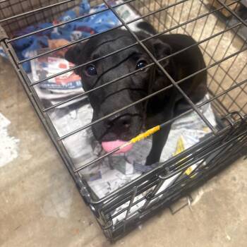 Rikishi -  Mixed Breed Dog for Adoption in Huntington, West Virginia - Rikishi | PetCurious