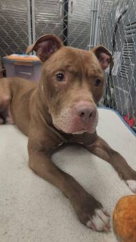 Pit Bull Terrier Dogs Available for Adoption - Reese | PetCurious