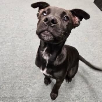 Black Labrador Retriever and Mixed Breed Dogs Available for Adoption in Lake Jackson, Texas - Little Man | PetCurious