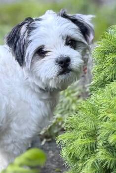 Maltese and Shih Tzu Dogs Available for Adoption in Silvana, Washington - Henri | PetCurious