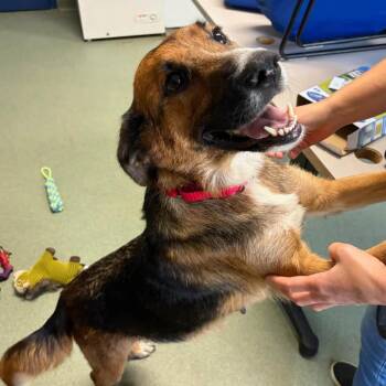 Linda -  Hound and German Shepherd Dog Dog for Adoption in Batavia, Ohio - Linda | PetCurious