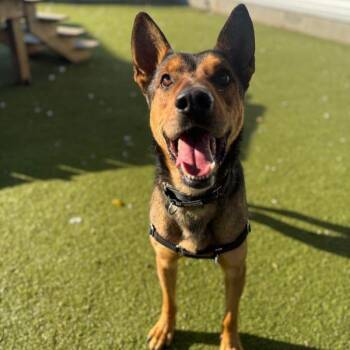 Australian Kelpie and German Shepherd Dog Dogs Available for Adoption in Austin, Texas - Snorkel | PetCurious