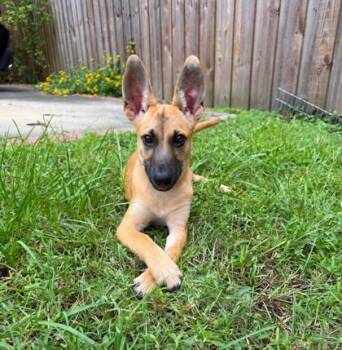Scooby -  Belgian Shepherd Malinois and Mixed Breed Dog for Adoption in Picayune, Mississippi - Scooby | PetCurious