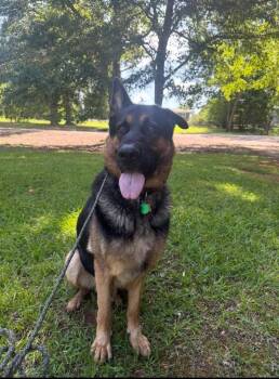 Theo IN FOSTER -  German Shepherd Dog Dog for Adoption in Danielsville, Georgia - Theo IN FOSTER | PetCurious