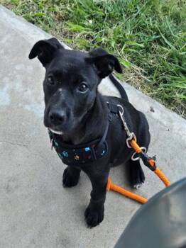 SLINKY -  Pit Bull Terrier Dog for Adoption in Sacramento, California - SLINKY | PetCurious