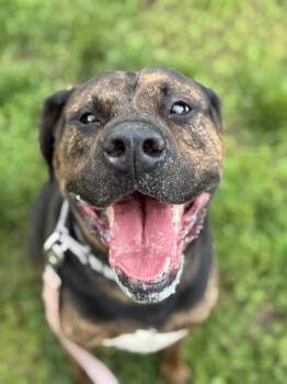 Rescue Mixed Breed Dogs for Adoption in New Castle, Delaware - Willie | PetCurious