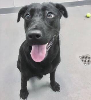 Tikki -  Labrador Retriever Dog for Adoption in Des Moines, Iowa - Tikki | PetCurious