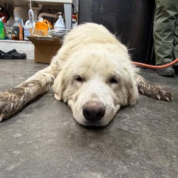 Beauty -  Great Pyrenees Dog for Adoption in Evensville, Tennessee - Beauty | PetCurious