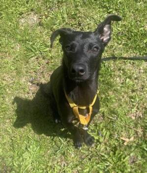 Beauty -  Labrador Retriever and Mixed Breed Dog for Adoption in Hobart, Indiana - Beauty | PetCurious