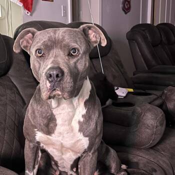 Hermes -  Pit Bull Terrier and Mixed Breed Dog for Adoption in Olathe, Kansas - Hermes | PetCurious