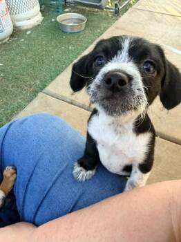 Oreo -  Dachshund and Terrier Dog for Adoption in Los Angeles, California - Oreo | PetCurious
