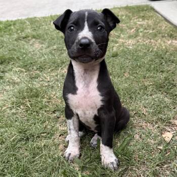 American Staffordshire Terrier and Mixed Breed Dogs Available for Adoption - Ainsley | PetCurious