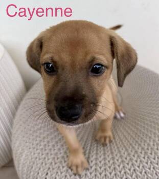 Cayenne -  Miniature Pinscher and Chihuahua Dog for Adoption in Bardonia, New York - Cayenne | PetCurious