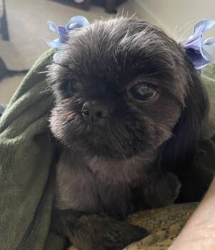 Shih Tzu Dogs Available for Adoption - Java | PetCurious