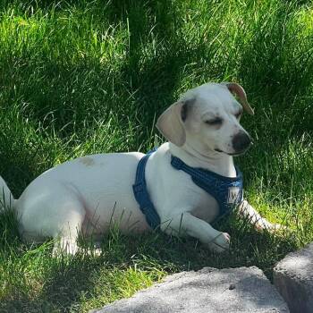 Charlotte -  Chihuahua and Dachshund Dog for Adoption in Nampa, Idaho - Charlotte | PetCurious