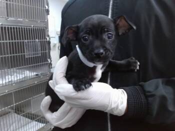 Chihuahua Dogs Available for Adoption in Salinas, California - STAR | PetCurious