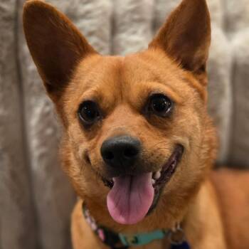 Paco -  Chihuahua Dog for Adoption in Helena, Alabama - Paco | PetCurious