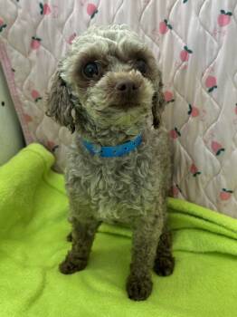 Poodle Dogs Available for Adoption in Pacolet, South Carolina - Chip Mar 26 | PetCurious
