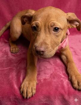 Mixed Breed Dogs Available for Adoption in Jacksonville, Florida - PRINCESA | PetCurious