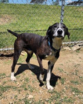 Tahoe 110-26 -  Mixed Breed Dog Available for Adoption in Cambridge, Ohio - Tahoe 110-26 | PetCurious