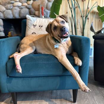 Black Mouth Cur Dogs Available for Adoption in Ferndale, Washington - Moose | PetCurious