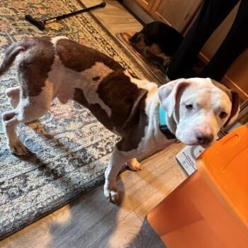 Boone -  Mixed Breed Dog for Adoption in Lenoir, North Carolina - Boone | PetCurious