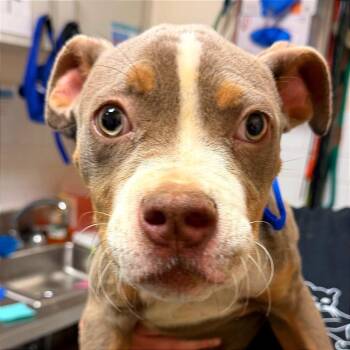 Morty -  Mixed Breed Dog for Adoption in Pittsburgh, Pennsylvania - Morty | PetCurious