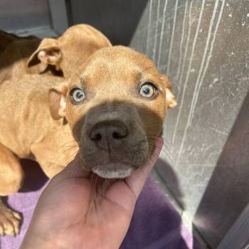 Rightie -  Pit Bull Terrier Dog for Adoption in Greensboro, North Carolina - Rightie | PetCurious