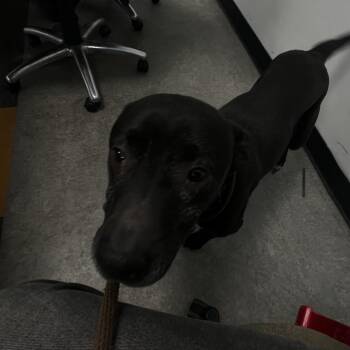 Marceline -  Mixed Breed Dog for Adoption in Philadelphia, Pennsylvania - Marceline | PetCurious