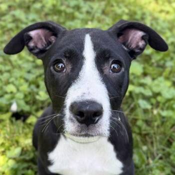 Sage -  Labrador Retriever Dog for Adoption in Jefferson, Wisconsin - Sage | PetCurious