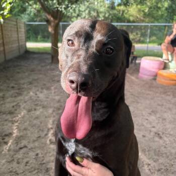 Dolly Parton 29849 -  Retriever Dog for Adoption in Middleburg, Florida - Dolly Parton 29849 | PetCurious
