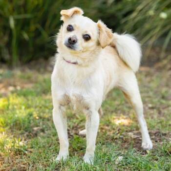 TOMMY -  Chihuahua Dog for Adoption in Camarillo, California - TOMMY | PetCurious