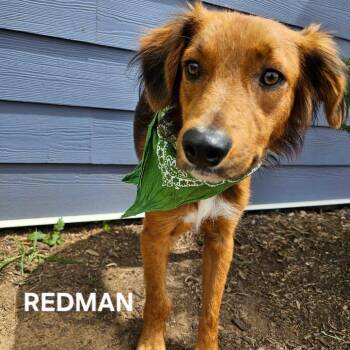 Australian Shepherd and Mixed Breed Dogs Available for Adoption - Redman | PetCurious
