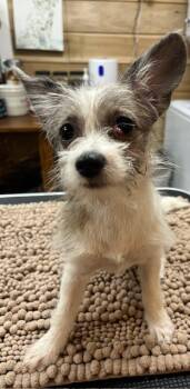 Rescue Terrier and Chihuahua Dogs for Adoption in Manchester, Tennessee - Greta | PetCurious
