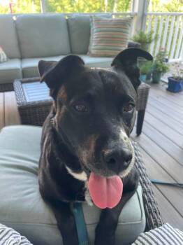 PEBBLES - ADOPTION FEE SPONSORED -  Pit Bull Terrier Dog for Adoption in Pembroke, Massachusetts - PEBBLES - ADOPTION FEE SPONSORED | PetCurious