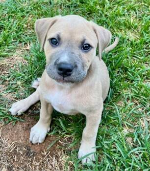 Rescue Terrier and Mixed Breed Dogs for Adoption in Malvern, Pennsylvania - Fonda | PetCurious