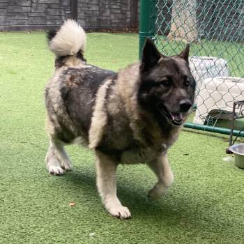 Frigg 1657 -  Norwegian Elkhound Dog for Adoption in Loxahatchee Groves, Florida - Frigg 1657 | PetCurious
