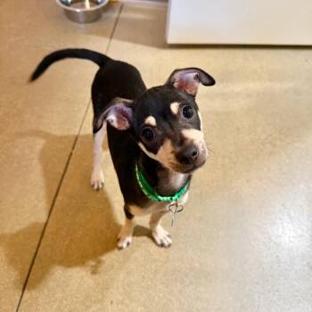 Bruce -  Chihuahua Dog for Adoption in Agoura Hills, California - Bruce | PetCurious