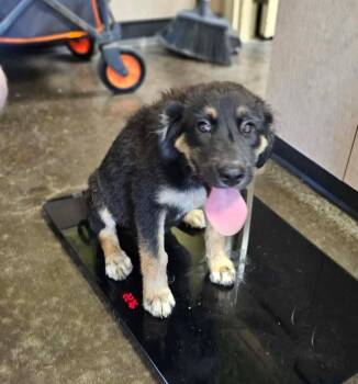 Found stray: Chanel -  Labrador Retriever Dog for Adoption in Rockwall, Texas - Found Stray: Chanel | PetCurious