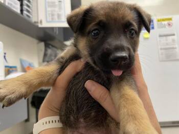 Rescue German Shepherd Dog Dogs for Adoption in Auburn, California - GHOST | PetCurious