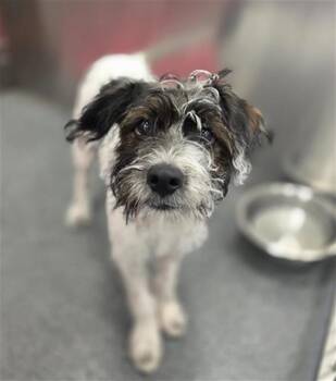 Mixed Breed Dogs Available for Adoption in Dallas, Texas - ZUMI | PetCurious