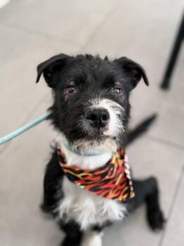 Rocket -  Mixed Breed Dog for Adoption in Burbank, California - Rocket | PetCurious