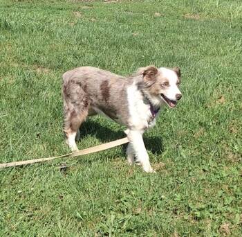 1159 Diamond (nka Libby) -  Australian Shepherd Dog for Adoption in Ringwood, Illinois - 1159 Diamond (nka Libby) | PetCurious