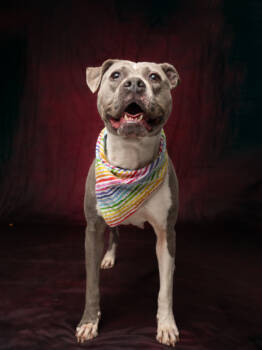 Rescue Mixed Breed Dogs for Adoption in Atlanta, Georgia - Over Medium- ADOPTED | PetCurious