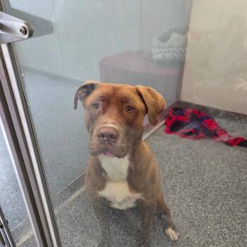 Tank -  Chocolate Labrador Retriever and Pit Bull Terrier Dog for Adoption in North Battleford, Saskatchewan - Tank | PetCurious