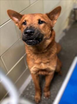 German Shepherd Dog Dogs Available for Adoption in Woodland, California - *TODD | PetCurious