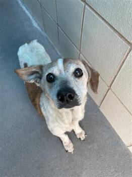 Chihuahua and Dachshund Dogs Available for Adoption in Corpus Christi, Texas - TANK | PetCurious