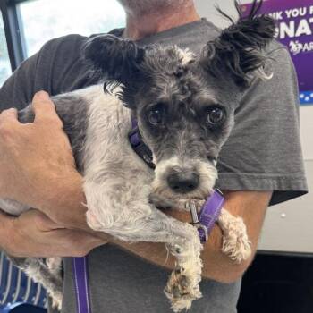 Marley -  Miniature Schnauzer Dog for Adoption in Des Moines, Iowa - Marley | PetCurious