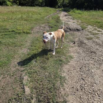 Boxer and American Bulldog Dogs Available for Adoption in Plano, Texas - Hollie | PetCurious